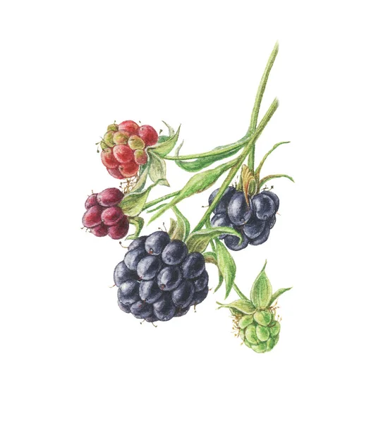 Wilde Blaubeeren Handgezeichnete Aquarell Illustration Grüne Blätter Brunch Hintergrund Für — Stockfoto