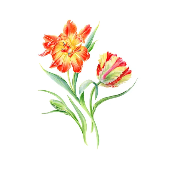 Mão Desenhada Aquarela Vetor Sunny Tulipas Flores Pode Ser Usado — Vetor de Stock