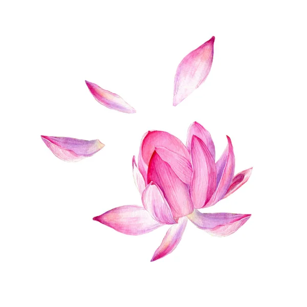 Набір Акварельних Векторних Ботанічних Ілюстрацій Квітка Лотоса Рожевий Елемент Проектування — стоковий вектор