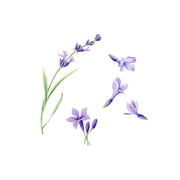 Conjunto Acuarela Dibujada Mano Ilustración Botánica Flores Frescas Lavanda Elemento — Vector de stock