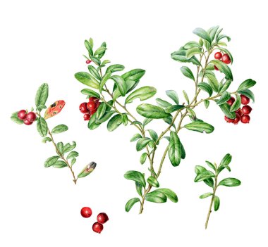 Elle çizilmiş suluboya büyük sonbahar kovboyları. Web sayfaları için romantik arka plan, düğün davetiyeleri, duvar kağıtları..