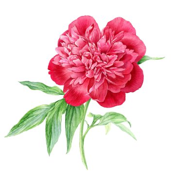 El çizimi suluboya yaz büyük kırmızı şakayık çiçeği.