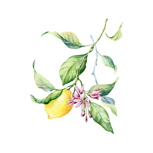 Illustration botanique aquarelle dessinée à la main de Citrons . — Photo