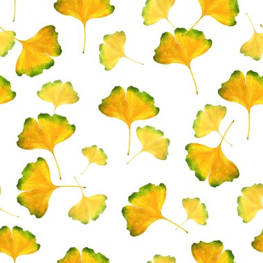 Ginkgo biloba 'nın suluboya deseni. Web sayfaları, tekstil, duvar kağıdı için arkaplan.