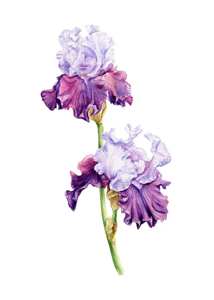 Ręcznie rysowane akwarela ilustracja Iris. — Zdjęcie stockowe