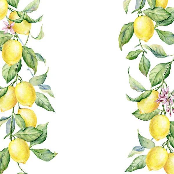 레몬을 흰색 배경으로 한 워터 컬러 식물학적 삽화. — 스톡 사진