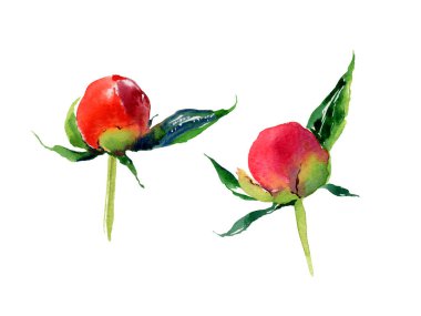 El çizimi suluboya yaz kırmızı şakayık çiçeği.