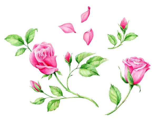 Acquerello disegnato a mano rosa rose inglesi. Sfondo romantico per pagine web, inviti di nozze, carta da parati . — Foto Stock