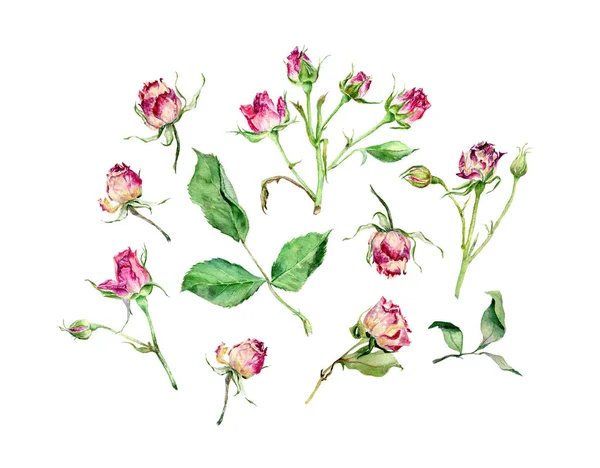 Ensemble de roses de thé aquarelle sur fond blanc. Texture dessinée main . — Photo