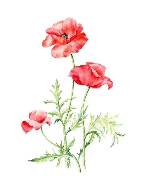 Illustration Aquarelle Dessinée Main Trois Coquelicots Rouges Peut Être Utilisé — Photo