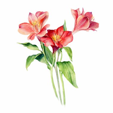 Watercolor vector Flowers Alstroemeria, isolated on white background. Floral artistic collection.Can be used as a greeting card for birthday, mother's day. Romantic background for wedding invitations. clipart