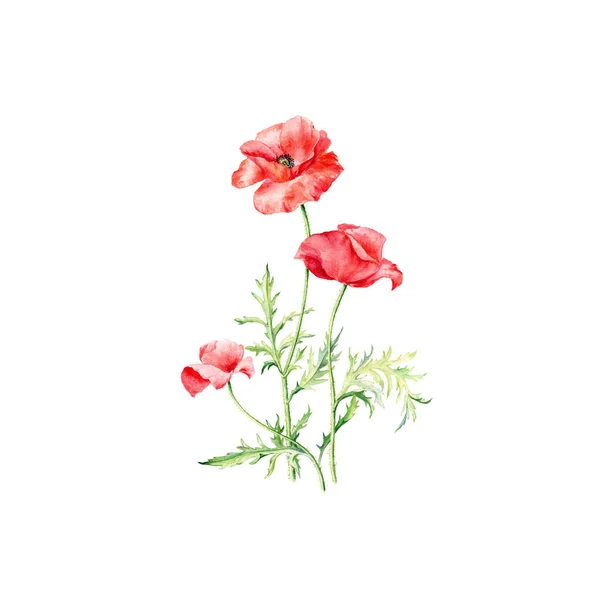 Illustration Aquarelle Vectorielle Dessinée Main Trois Coquelicots Rouges Peut Être — Image vectorielle