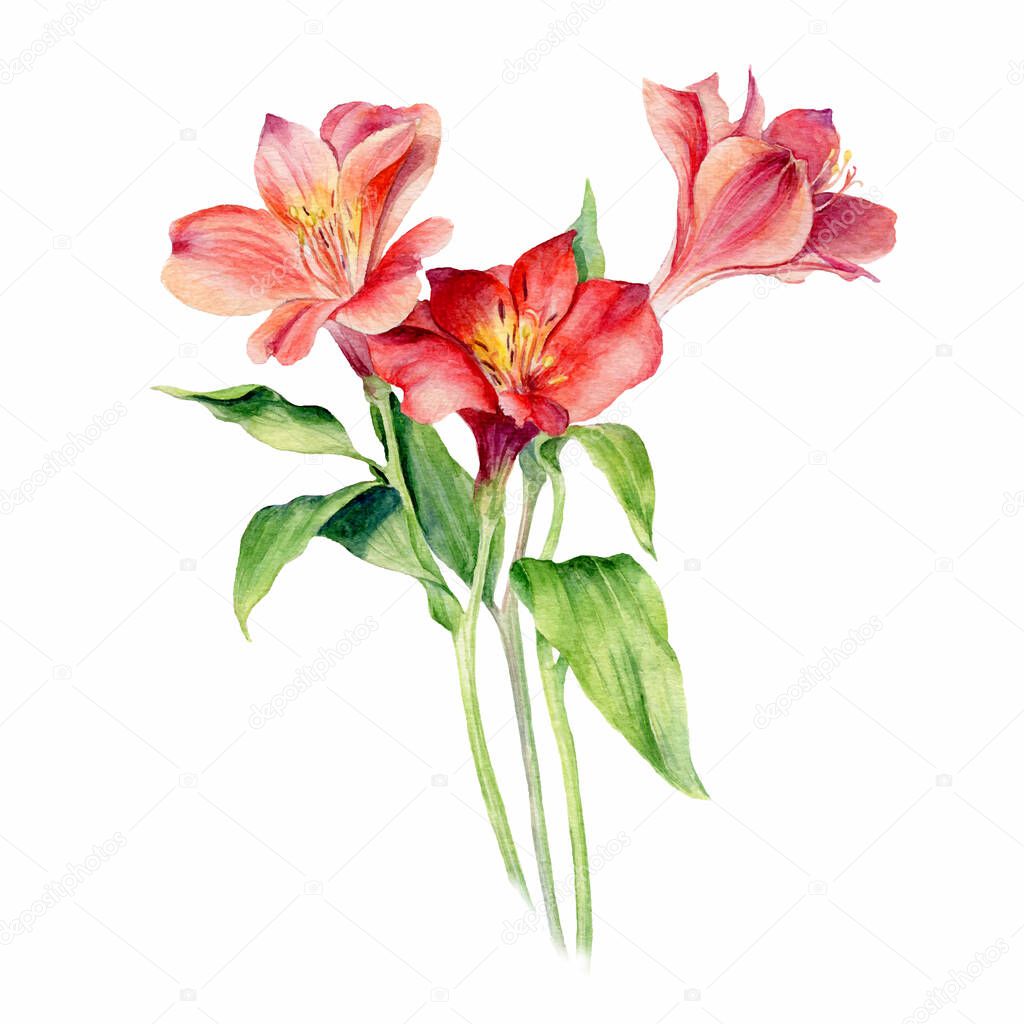 Watercolor vector Flowers Alstroemeria, isolated on white background. Floral artistic collection.Can be used as a greeting card for birthday, mother's day. Romantic background for wedding invitations.