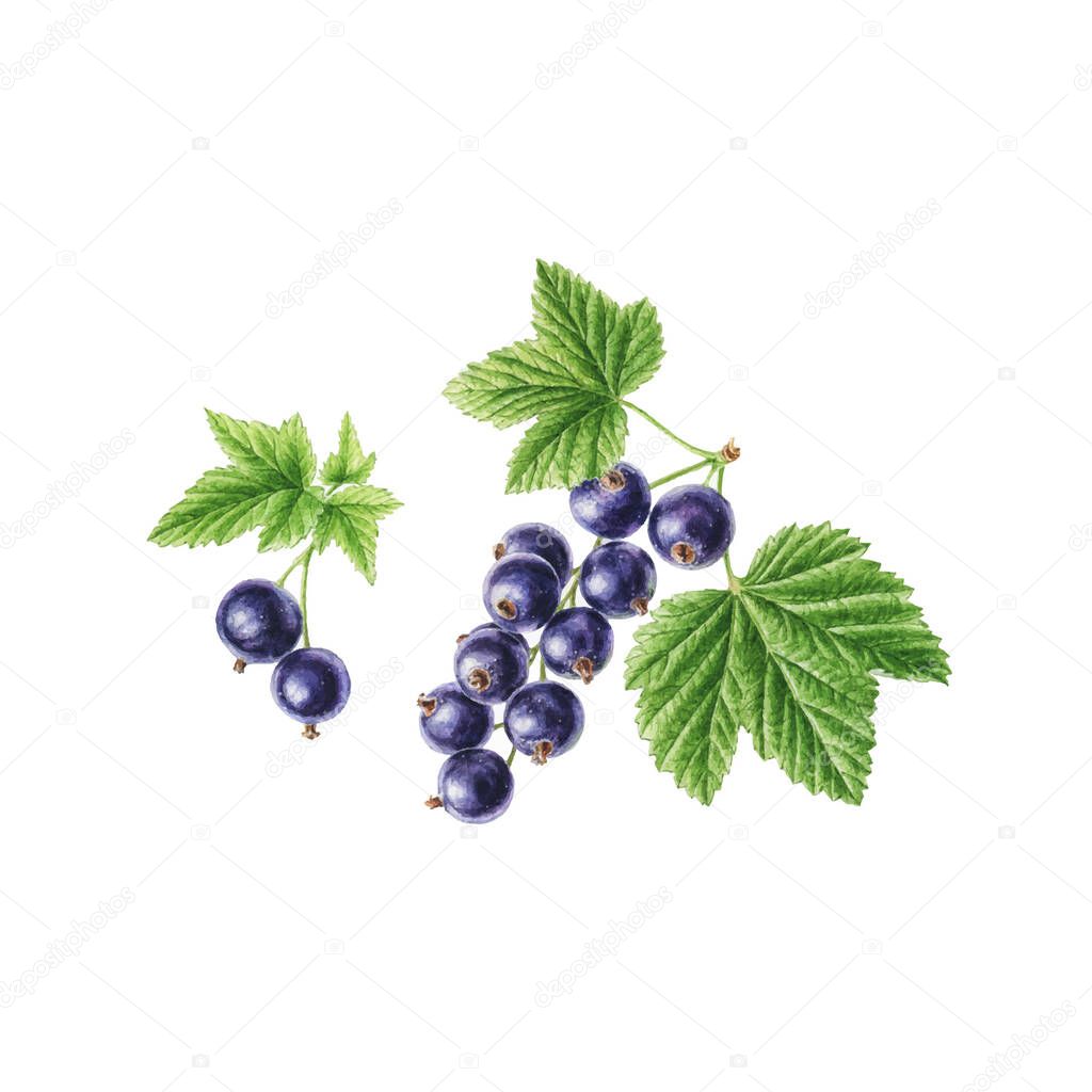 Hand-drawn vector watercolor blackcurrant. Can be used as a greeting card for background, birthday, mother's day and so on. Romantic background for web pages, wedding invitations, wallpaper.