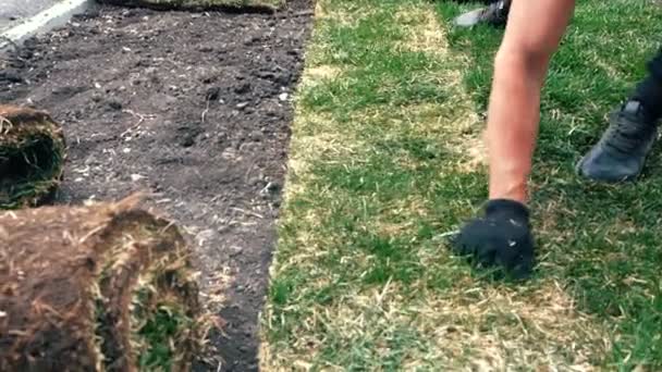 Close-up hand of a man laying grassy lawns on the ground. Landscape gardening process — Stock Footage Close Hand Man Laying Grassy Lawns Ground Landscape Gardening Process Video Clip