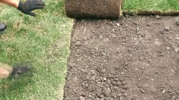 A professional gardener is laying a grassy roller lawn, corroding it to the ground. Landscaping and gardening. — Stock Footage Professional Gardener Laying Grassy Roller Lawn Corroding Ground Landscaping Gardening Royalty Free Stock Footage