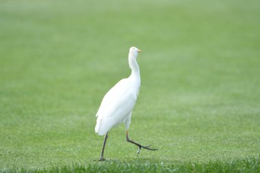 8 Mart 2020 'de Orlando Florida' daki Bay Hill Kulüp 'te Arnold Palmer Davetiye Turu sırasında. Fotoğraf: Marty Jean-Louis