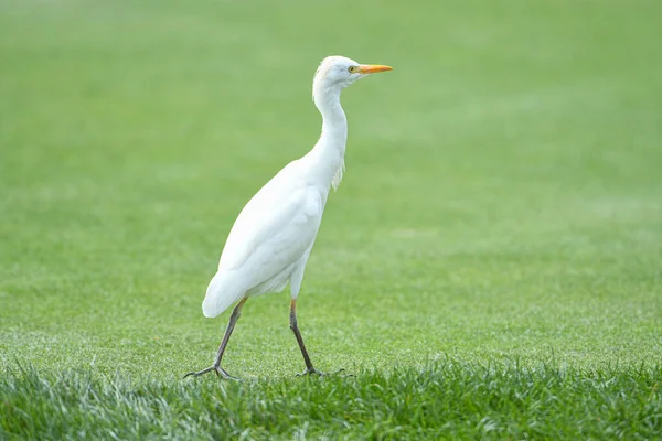 Bird on the Grass During the 2020 Arnold Palmer Invitational Final Round at Bay Hill Club in Orlando Florida on March 8, 2020.  Photo Credit:  Marty Jean-Louis