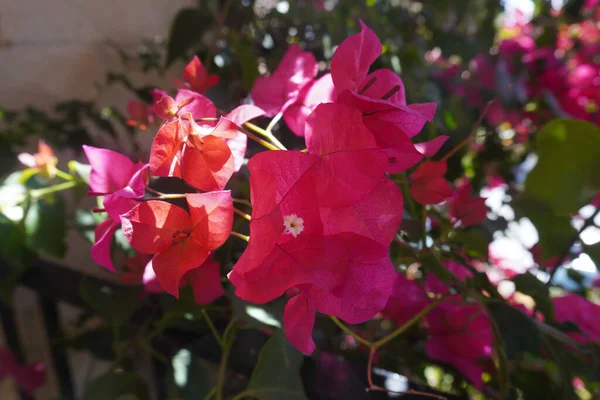 Bellissimi Fiori Rosa Fiore Giardino Photo Credit Marty Jean Louis — Foto Stock