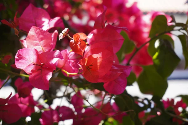 Lindas Flores Rosa Florescendo Jardim Crédito Foto Marty Jean Louis — Fotografia de Stock
