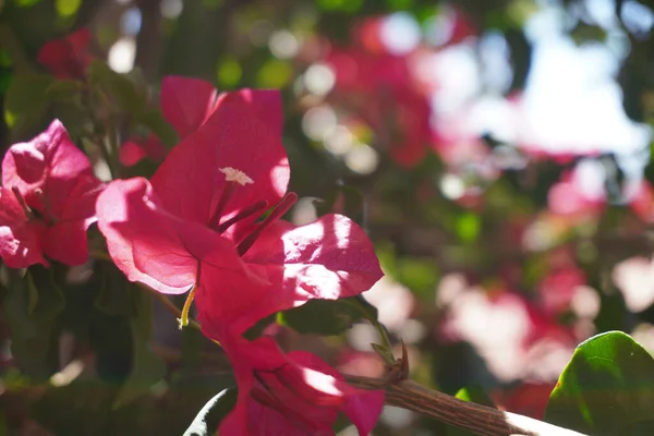 Belles Fleurs Roses Fleurissent Dans Jardin Crédit Photo Marty Jean — Photo