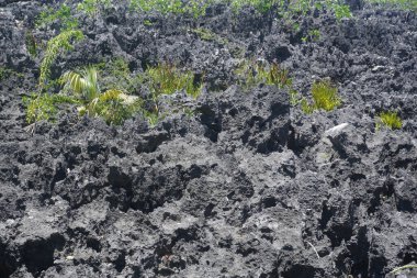 Fotoğraf: Marty Jean-Louis