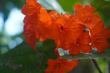 Cayman Adası 'ndaki çiçekler 4 Haziran 2019 Fotoğraf: Marty Jean-Louis