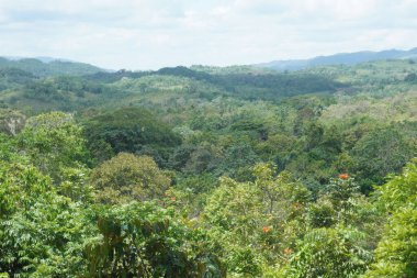 Fotoğraf: Marty Jean-Louis