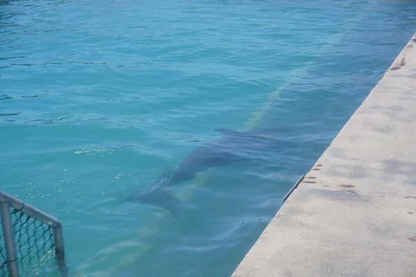 Férias Ilha Cayman Junho 2019 Crédito Fotográfico Marty Jean Louis — Fotografia de Stock