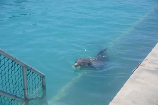 Delfín Kajmanském Ostrově Června 2019 Foto Credit Marty Jean Louis — Stock fotografie