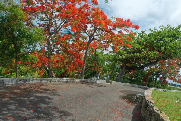 Vista Del Caribe Nassau Bahamas Junio 2019 Photo Credit Marty — Foto de Stock