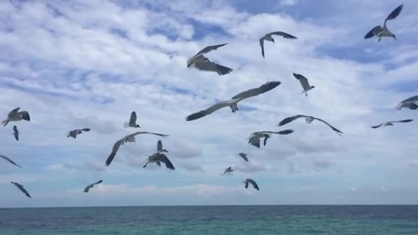 Close Footage Seagulls Flying Seashore Cloudy Day — Stock Video