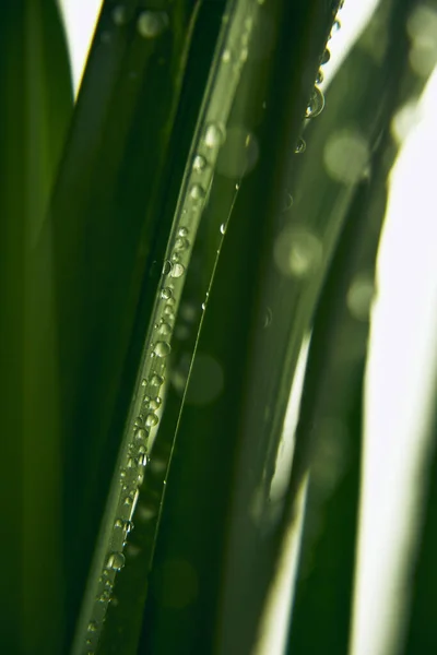 Druppels Water Regen Narcis Stengel Ziet Eruit Als Gras Mooier — Stockfoto