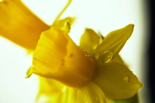 Bloeiende Narcissen Mooie Samenstelling Van Kleuren Een Natuurlijke Bloem — Stockfoto