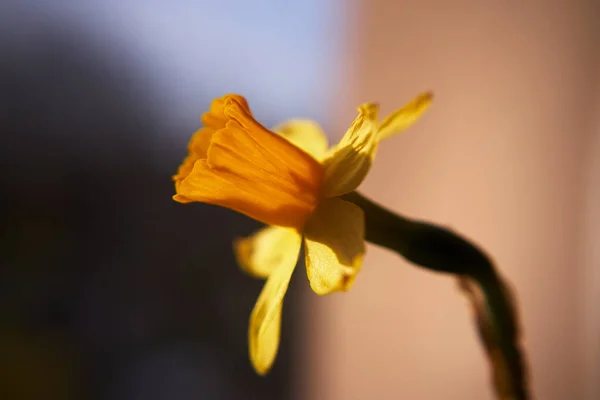 開花ナルシシズム 色の美しい組成 自然な花 — ストック写真