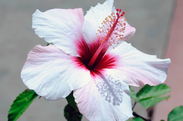 chinese hibiscus flower white color