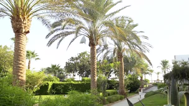Menina caminha perto de palmeiras junto ao mar — Vídeo de Stock