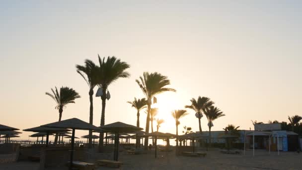 Meisje met matras loopt op het strand op de achtergrond van palmbomen — Stockvideo