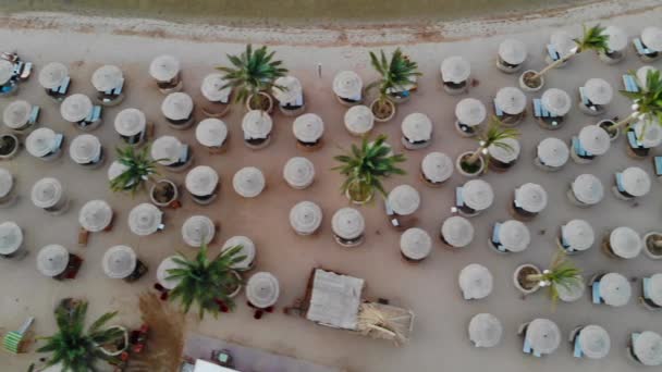 Mısır 'daki güzel deniz ve palmiye ağaçları üzerinde uçan dron. — Stok video