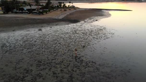 Chica camina por el mar con una hermosa puesta de sol. Avión no tripulado — Vídeos de Stock