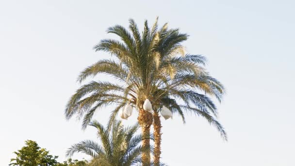 Palm trees at sunset on a beautiful summer evening — Stock Video