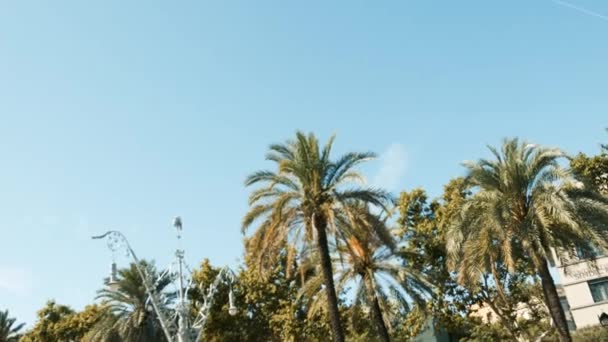 Palmen vor blauem Himmel im sonnigen Barcelona — Stockvideo