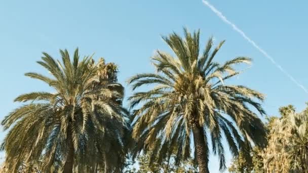 Palmeras sobre fondo azul del cielo en la soleada Barcelona — Vídeos de Stock