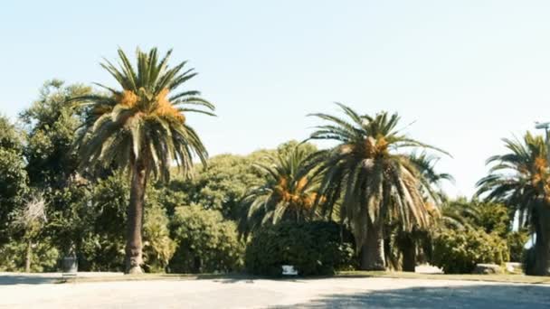 Много пальм в Барселоне. Солнечный августовский день — стоковое видео