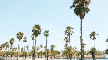 Güneşli Barcelona 'da palmiye ağaçları. Güzel doğa. Yaz