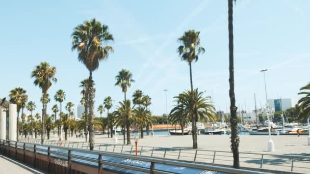 Pálmafák a napos Barcelonában. Gyönyörű természet. Nyár — Stock videók