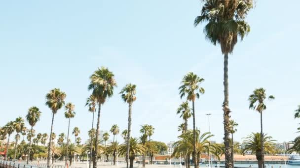 Palmen im sonnigen Barcelona. Schöne Natur. Sommer — Stockvideo