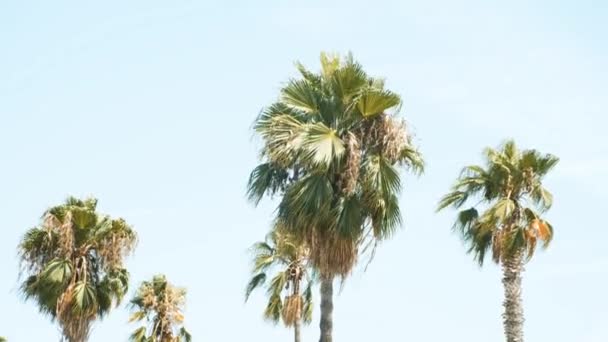 Palmen im sonnigen Barcelona. Schöne Natur. Sommer — Stockvideo