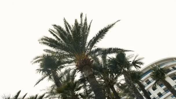 Hermoso parque en Mónaco, Monte Carlo. Día caluroso de verano. Palmeras — Vídeos de Stock