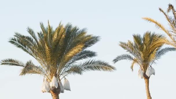 Palmen bei Sonnenuntergang an einem schönen Sommerabend — Stockvideo